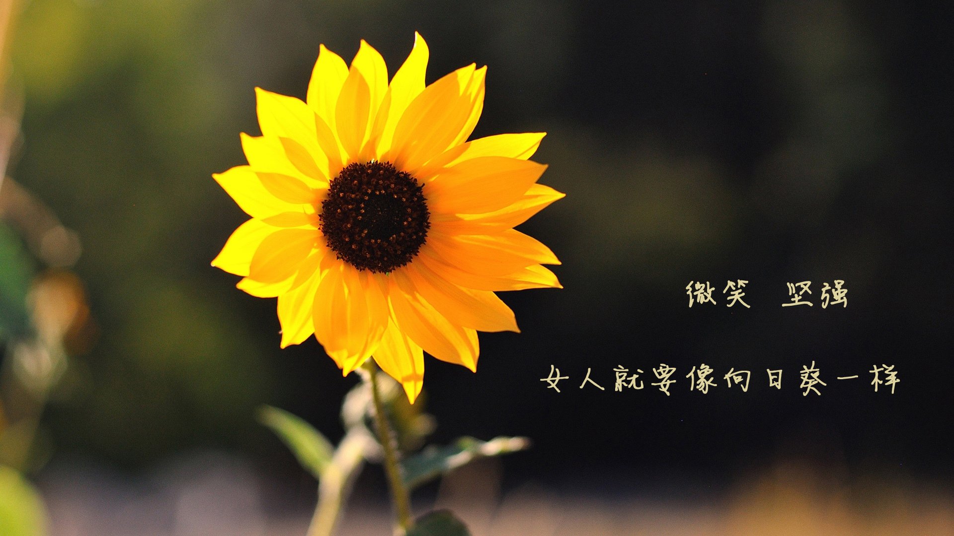 绿茵油门，当努涅斯在摩纳哥赛道接管F1争冠战
