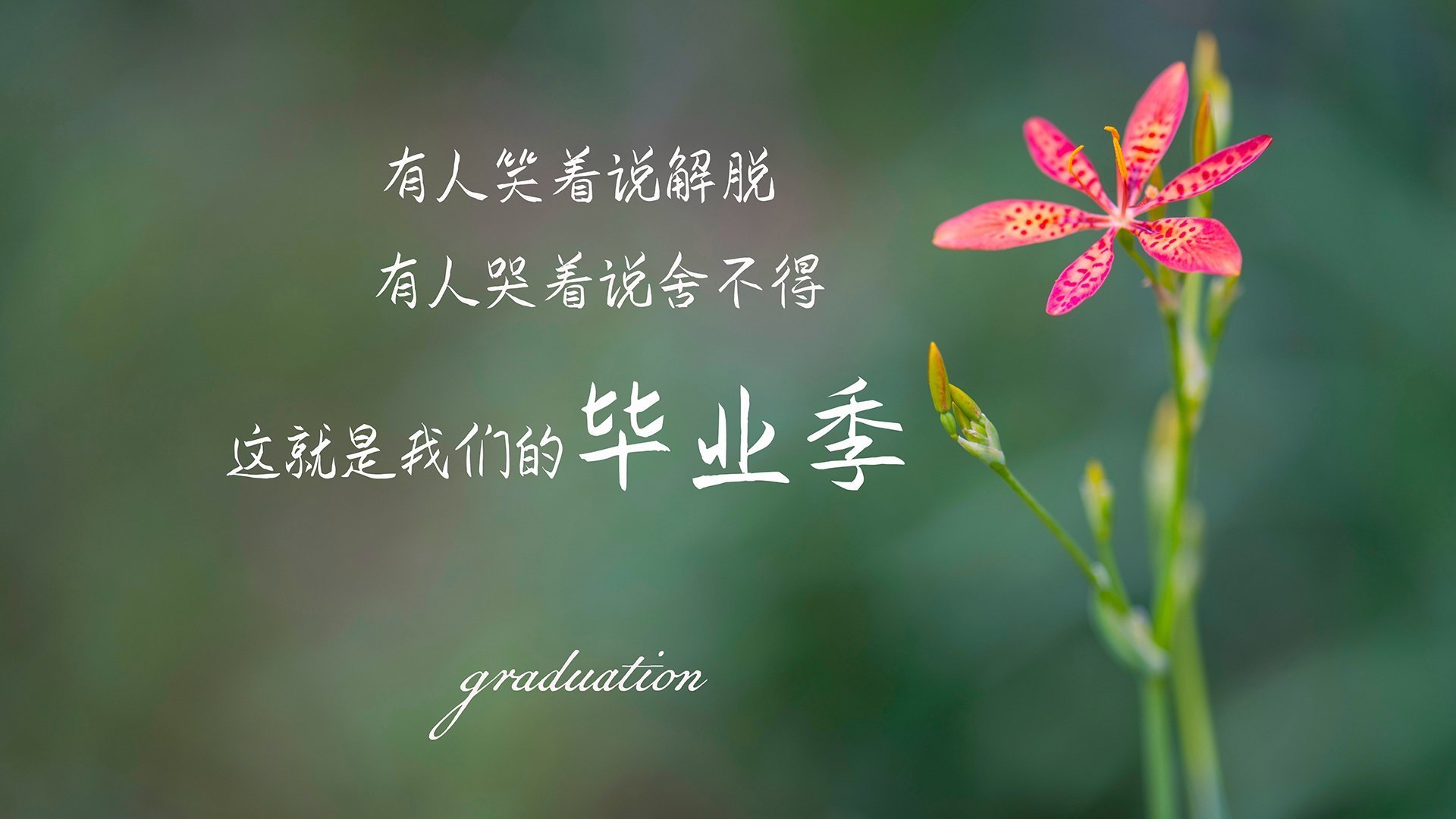 弯道与国界，当F1引擎在卡萨布兰卡街头为阿尔及利亚而沉默