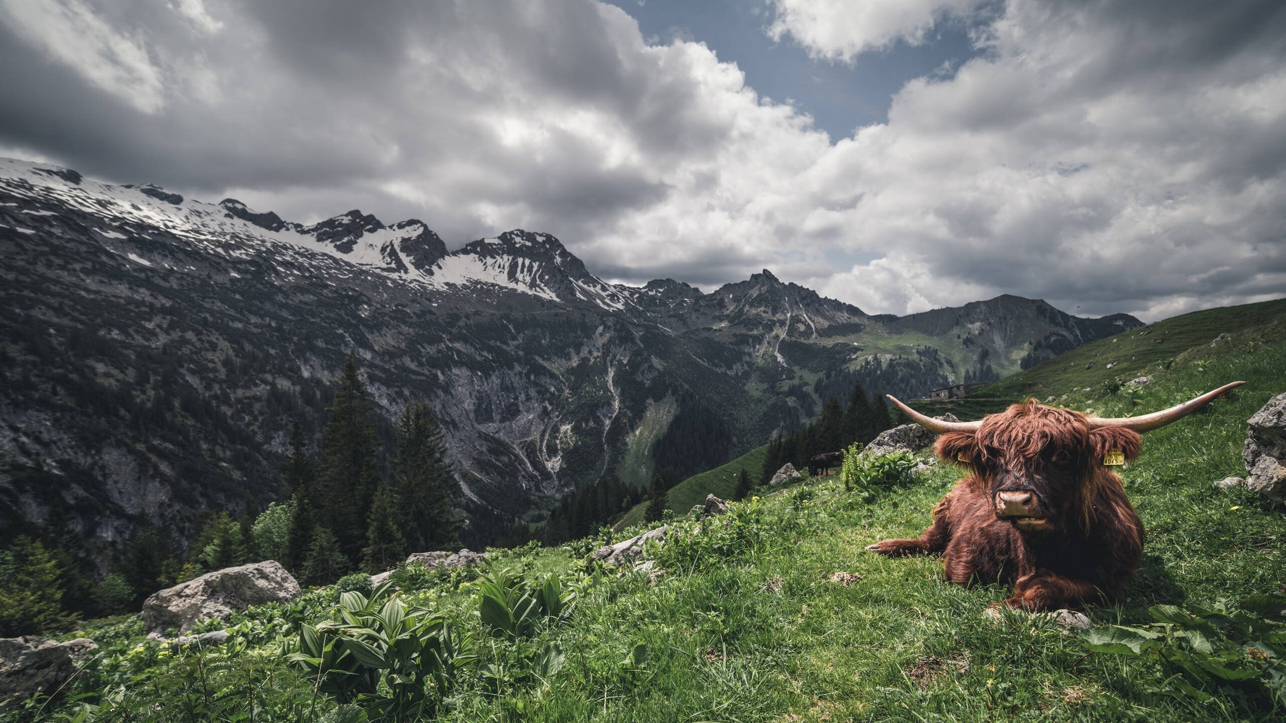窒息锁死特雷·杨,导演17分逆转!无名米切尔今夜戴上关键先生面具