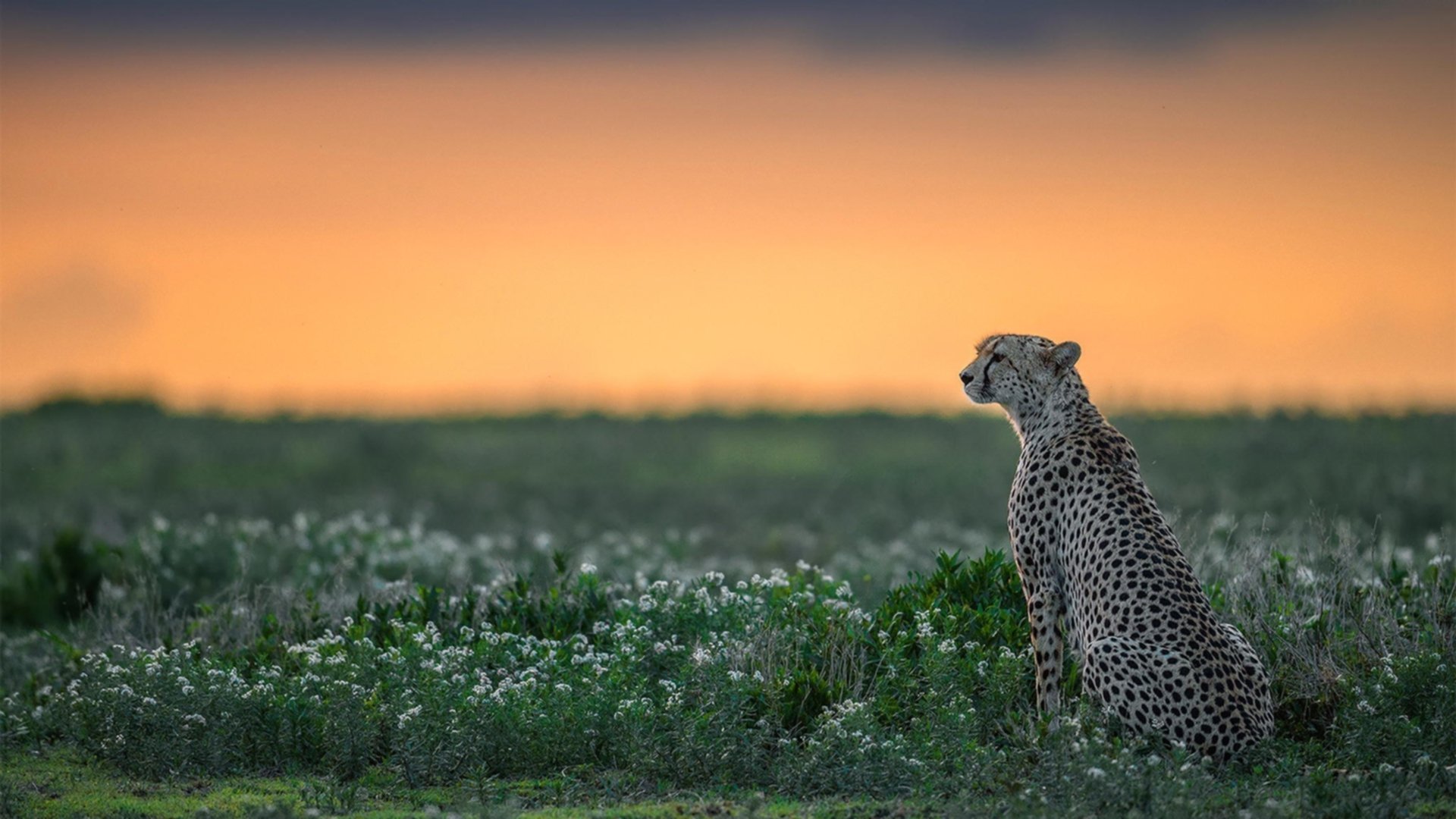 爱德华兹燃爆之夜！马刺团队篮球击碎热火，争冠之路悄然亮灯