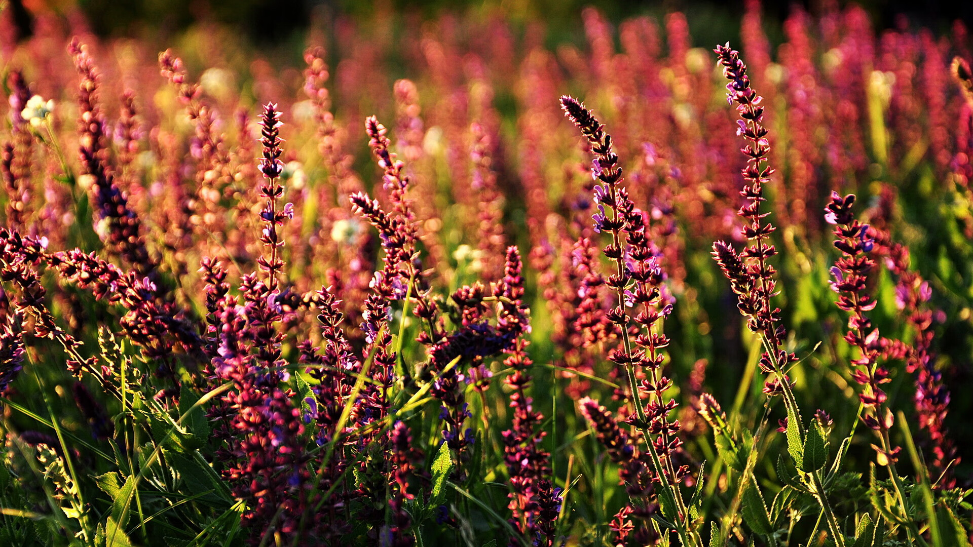 回应所有质疑！塔图姆50分封神夜，这就是绿军新王加冕的时刻