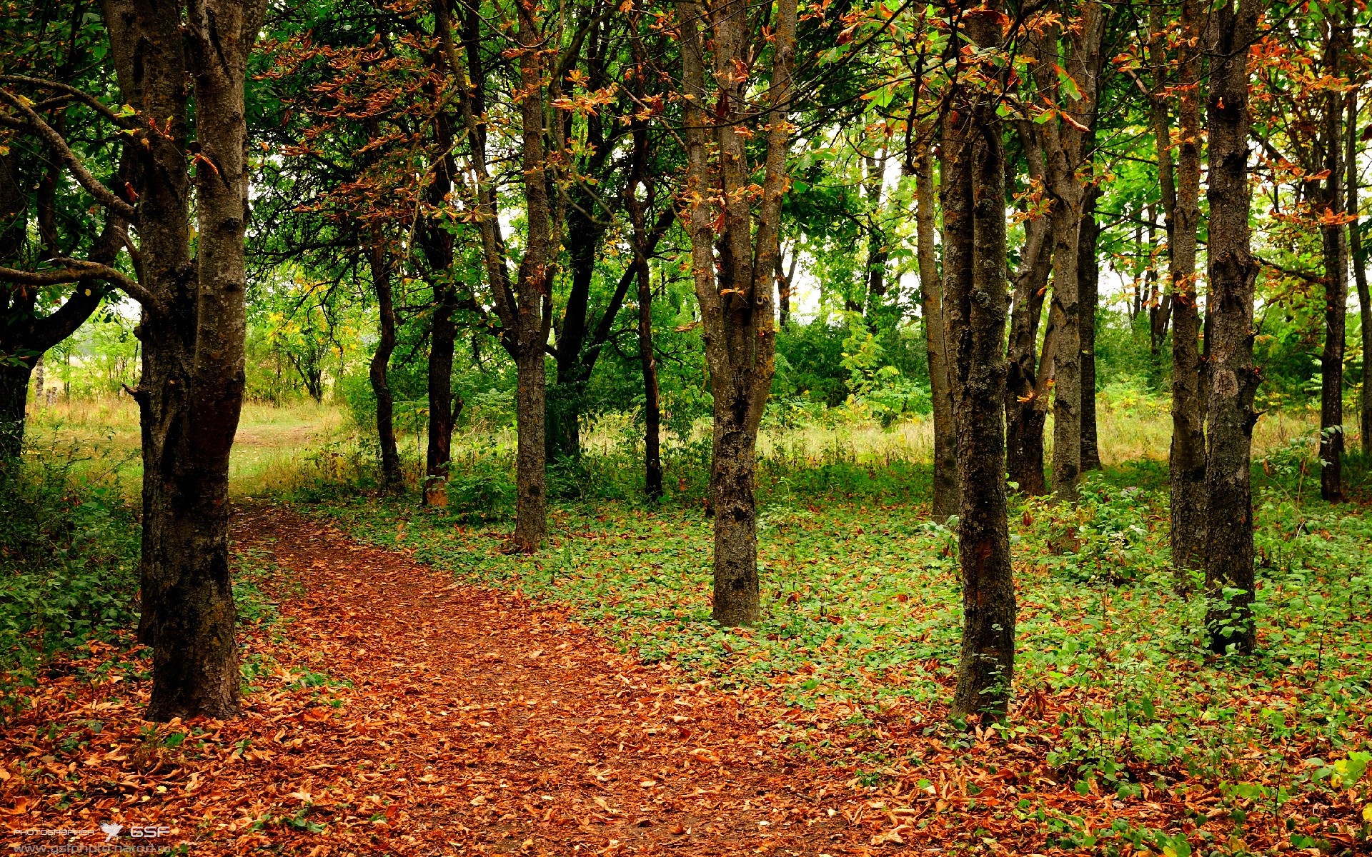 赛道即绿茵，当F1年度争冠战化为阿尔及利亚vs国际米兰的终极对决