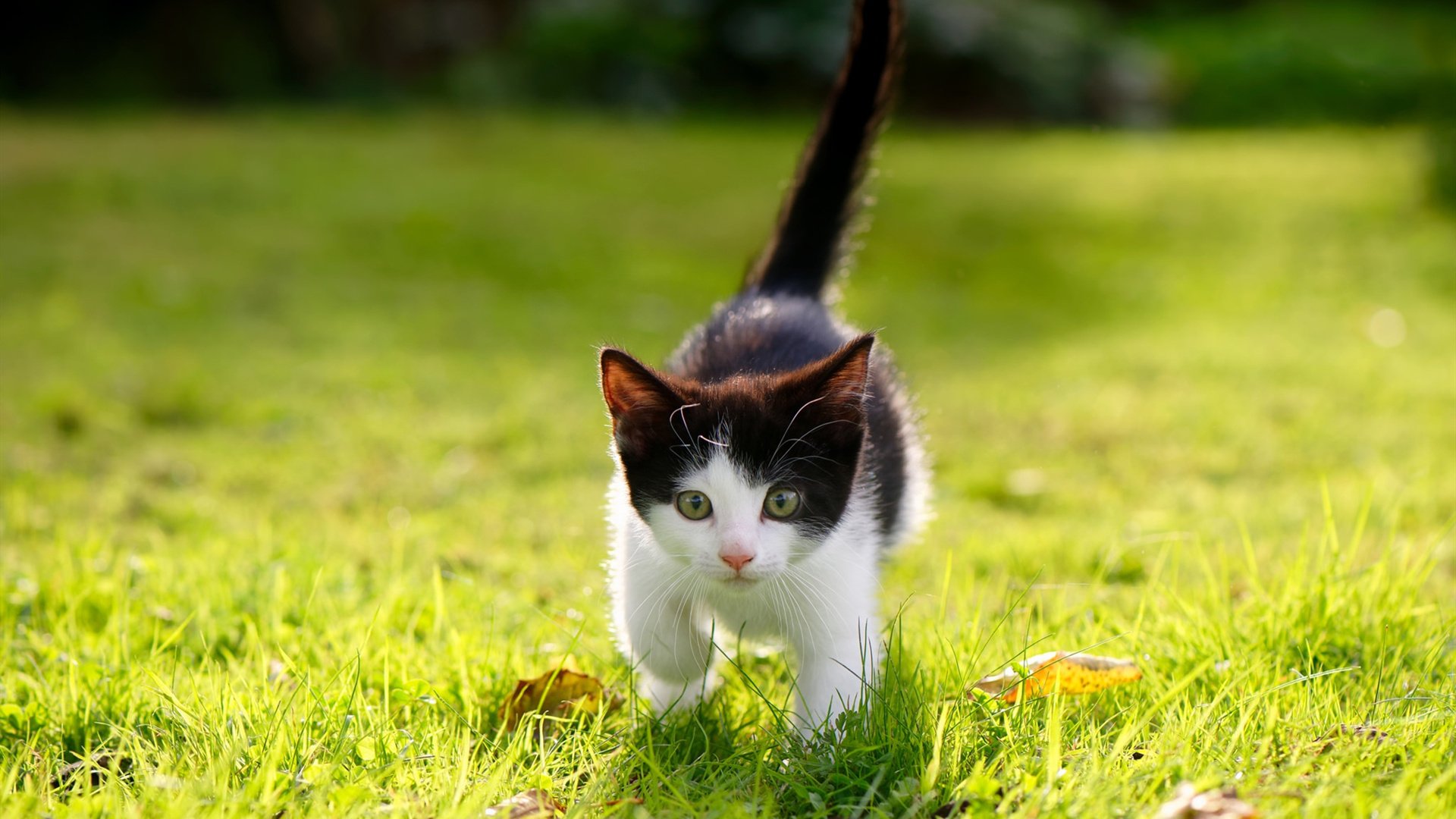 铁幕与利刃,利物浦封锁丹麦之谜,赖斯如何化身关键先生