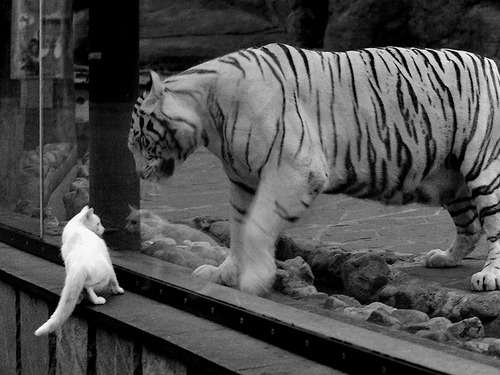 丹佛巨人觉醒，印第安纳智慧封喉，一场关于巨星与体系的无声对话