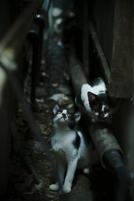 美国资本斩落巴斯克雄狮，当卡瓦哈尔的刀锋刺穿传控童话