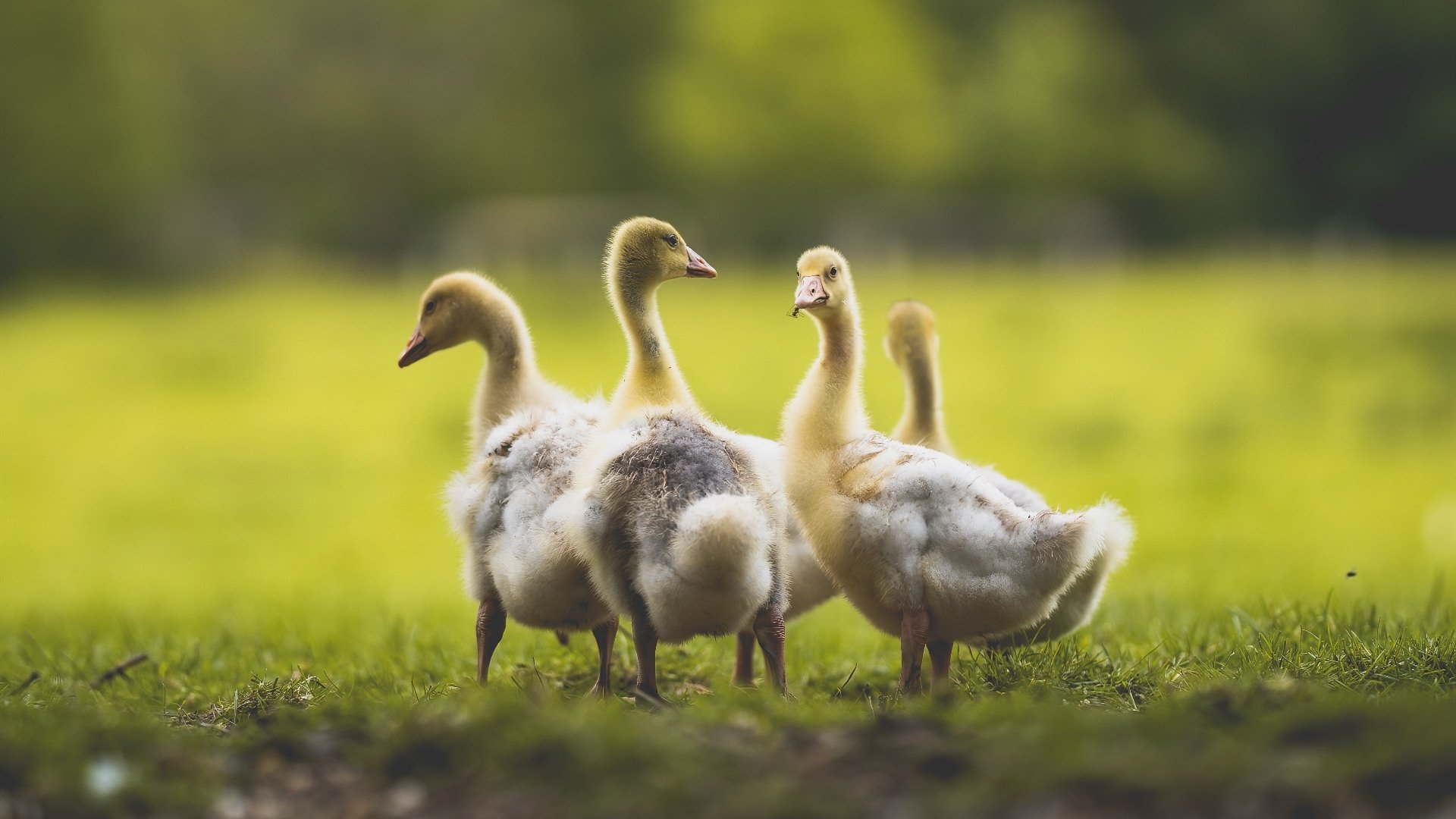 跨次元之战，吉林东北虎奇迹逆转休斯顿火箭