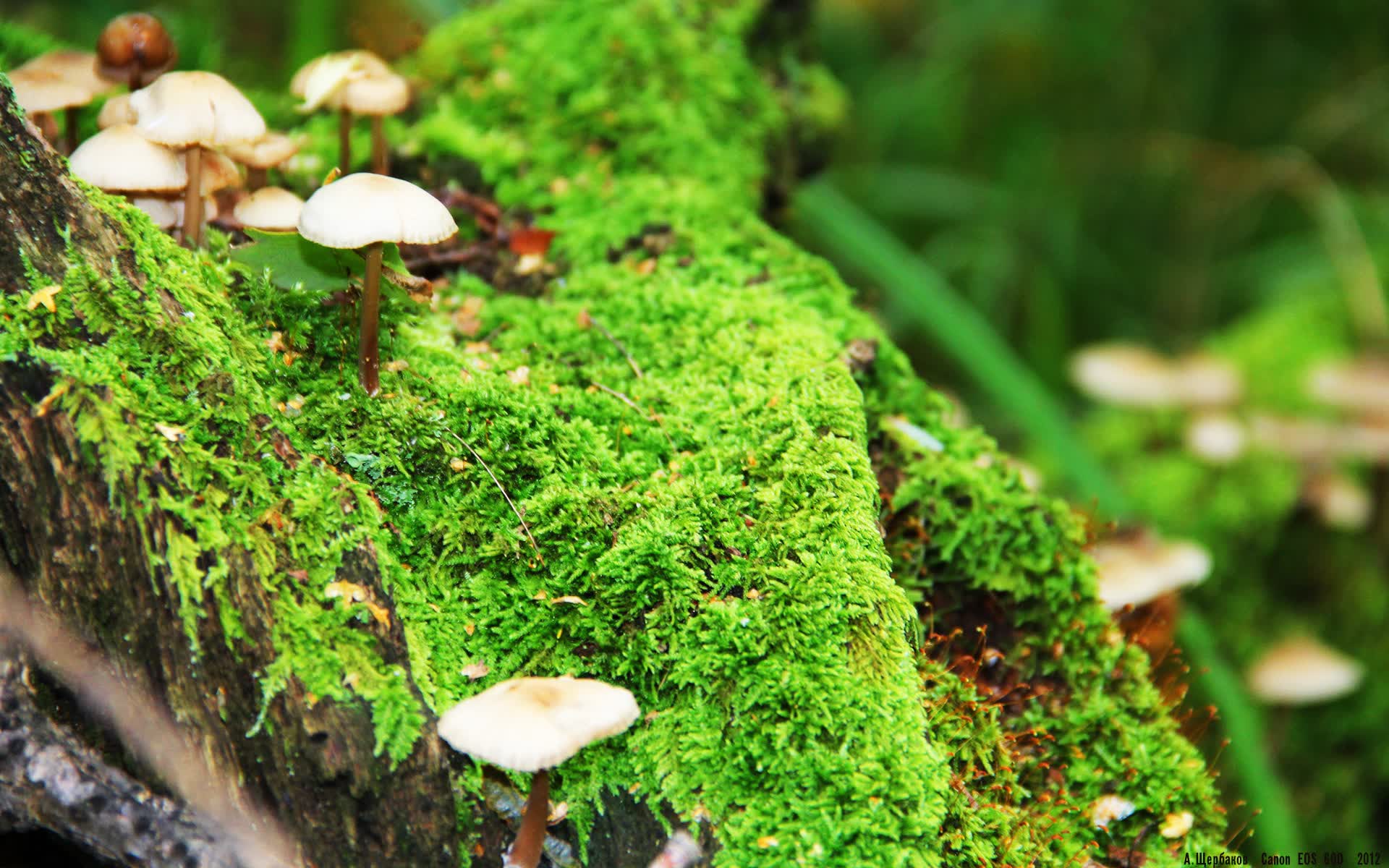闪电风暴席卷南美墙，拉什福德独造三球，德意志战车碾压厄瓜多尔锁定G组头名